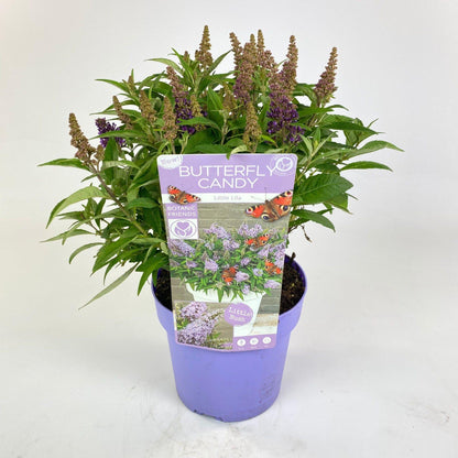 Buitenplant - Buddleja dav. 'Butterfly Candy Little Lila' - Bloeiend - Pot Ø 19cm Hoogte ↕ 25cm