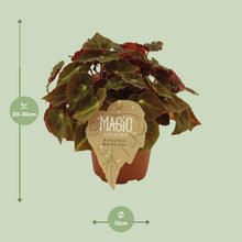 Kamerplant - Begonia Rex 'Montuno' - Pot Ø 12cm Hoogte ↕ 25cm