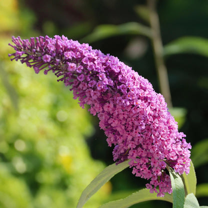Buitenplant - Buddleja davidii Pink Delight - Vlinderstruik - Bloeiend - Pot Ø 17cm Hoogte ↕ 45cm