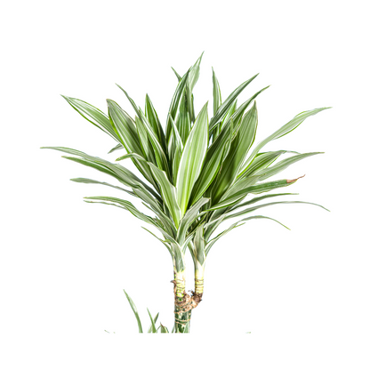 XL kamerplant - Dracaena Deremensis White Stripe - Pot Ø 27cm Hoogte ↕ 170-190cm