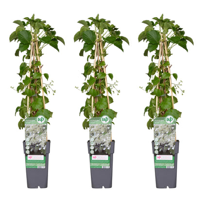 Buitenplant 3x Hydrangea petiolaris - Pot Ø 15cm Hoogte ↕ 65cm