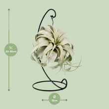 Kamerplant - Tillandsia King Xero - Pot Ø 12cm Hoogte ↕ 23cm