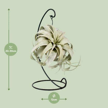 Kamerplant - Tillandsia King Xero - Pot Ø 12cm Hoogte ↕ 23cm