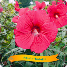Buitenplant - Hibiscus 'Fireball' - Bloeiend - Pot Ø 25cm Hoogte ↕ 35cm
