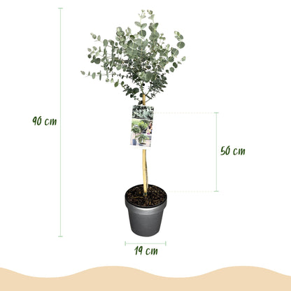 Buitenplant - Eucalyptus gunnii Azure - Bladhoudend - Winterhard - Pot Ø 19cm Hoogte ↕ 90cm