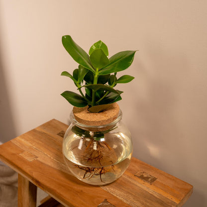 Kamerplant - Clusia in Bolglas met kurk - Pot Ø 12cm Hoogte ↕ 30cm