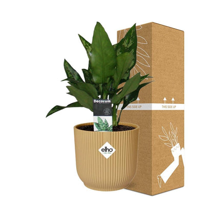 Kamerplant - Aglaonema Maria - Pot Ø 14cm
