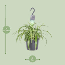 Kamerplant - Chlorophytum Comosum Bonnie - Hangplant - Pot Ø 17cm Hoogte ↕ 35cm