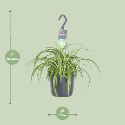 Kamerplant - Chlorophytum Comosum Bonnie - Hangplant - Pot Ø 17cm Hoogte ↕ 35cm