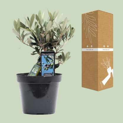 Kamerplant - Olea europaea (Olijfboom) - Pot Ø 13cm Hoogte ↕ 25cm