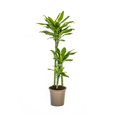 Kamerplant - Dracaena Fragrans Golden Coast - Luchtzuiverend - Pot Ø 21cm Hoogte ↕ 90-110cm