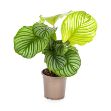 Kamerplant - Calathea Orbifolia - Pot Ø 17cm Hoogte ↕ 40-50cm