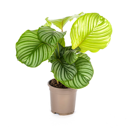 Kamerplant - Calathea Orbifolia - Pot Ø 17cm Hoogte ↕ 40-50cm