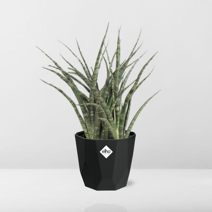 Kamerplant - Sansevieria Fernwood Punk - Luchtzuiverend - Inclusief sierpot - Pot Ø 14cm