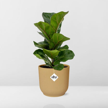 Kamerplant - Ficus Lyrata 'Bambino' - Pot Ø 14cm