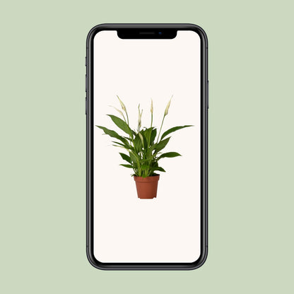 Kamerplant - Spathiphyllum Bingo Cupido - Pot Ø 12cm Hoogte ↕ 45cm