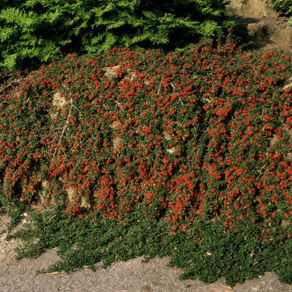 Buitenplant 48x Cotoneaster pr. 'Streib's Findling' - Winterhard - Pot Ø 9cm Hoogte ↕ 10-25cm
