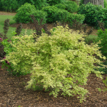 Buitenplant 2x Acer palmatum 'Methamorphosa' - Japanse Esdoorn - Pot Ø 19cm Hoogte ↕ 70cm