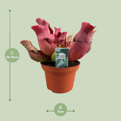Buitenplant - Sarracenia Maroon - Pot Ø 12cm Hoogte ↕ 23cm