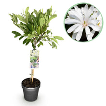 Buitenplant - Magnolia stellata op Stam - Winterhard - Pot Ø 19cm Hoogte ↕ 90cm