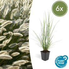 Buitenplant 6x Pennisetum alopecuroides 'Hameln' - Pot Ø 9cm Hoogte ↕ 10-25cm