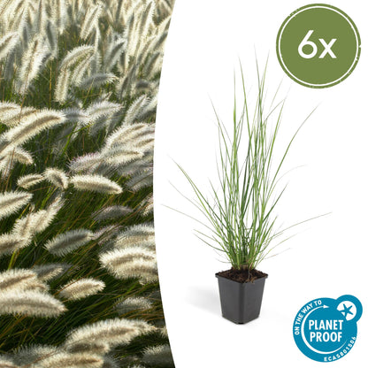 Buitenplant 6x Pennisetum alopecuroides 'Hameln' - Pot Ø 9cm Hoogte ↕ 10-25cm
