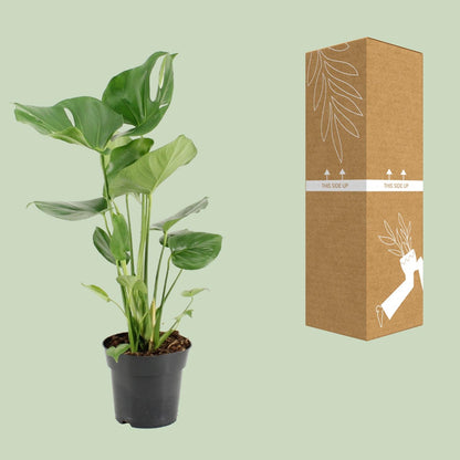 Kamerplant - Monstera Deliciosa - Pot Ø 17cm Hoogte ↕ 60cm