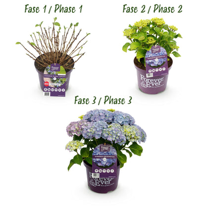 Buitenplant 2x Hydrangea Forever & Ever Blauw - Rijkbloeiend - Pot Ø 23cm Hoogte ↕ 55cm
