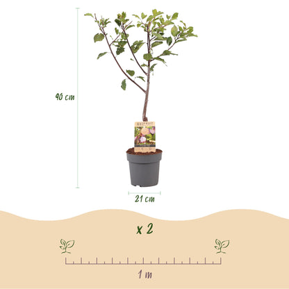 Buitenplant - Pruimenboom Prunus domestica Opal - Geel-rode vrucht - Pot Ø 21cm Hoogte ↕ 90cm
