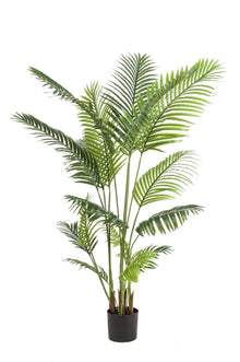 XL Kunstplant - Howea Forsteriana - Hoogte ↕ 160cm