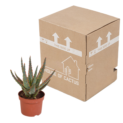 Kamerplant - Aloë zebrina Dannyz - Pot Ø 10,5cm