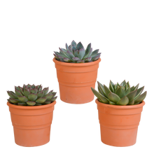 Kamerplant 3x Echeveria mix - In terracotta pot - Pot Ø 10.5cm