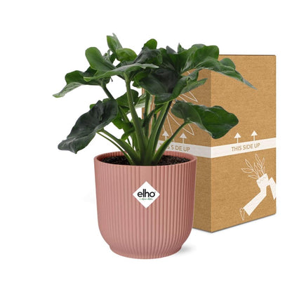 Kamerplant - Philodendron Atom - Pot Ø 14cm