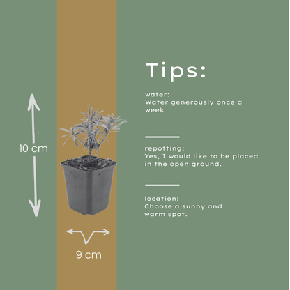 Buitenplant 24x Erysimum 'Bowles' Mauve' - Bloeiend - Pot Ø 9cm Hoogte ↕ 10-25cm