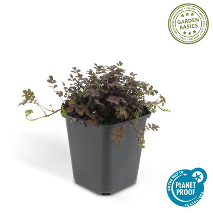 Buitenplant 60x Acaena microphylla 'Kupferteppich' - Pot Ø 9cm Hoogte ↕ 10-25cm