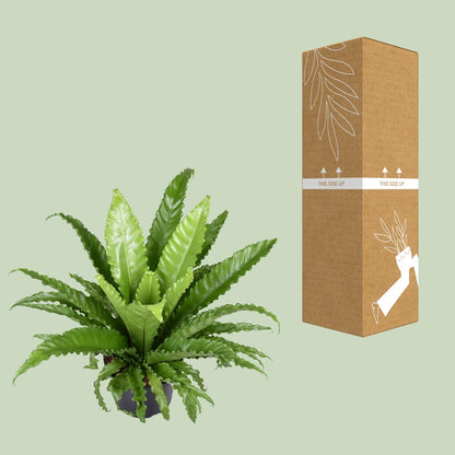 Kamerplant - Asplenium Antiquum Osaka - Pot Ø 23cm Hoogte ↕ 60cm