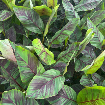Buitenplant - Musa Ever Red (Japanse vezelbanaan) - Winterhard - Pot Ø 15cm Hoogte ↕ 50cm