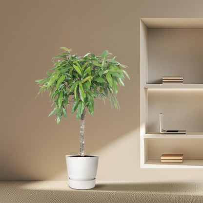 Kamerplant - Ficus Amstel King - Luchtzuiverend - Pot Ø 30cm Hoogte ↕ 130cm
