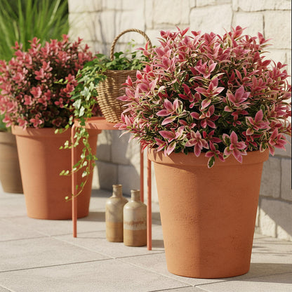 Buitenplant 2x Leucothoe Colour Diamond - Groenblijvend - Pot Ø 17cm Hoogte ↕ 45cm