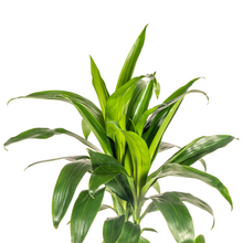 Kamerplant - Dracaena Deremensis Lisa - Pot Ø 21cm Hoogte ↕ 90-110cm