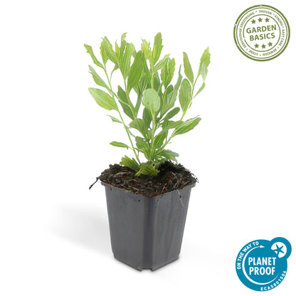 Buitenplant 6x Aster ageratoides 'Ashvi' - Bloeiend - Pot Ø 9cm Hoogte ↕ 10-25cm