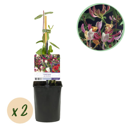 Buitenplant 2x Lonicera Serotina - Bloeiend - Pot Ø 11cm Hoogte ↕ 40cm