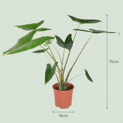 Kamerplant 2x Alocasia Zebrina - Pot Ø 21cm Hoogte ↕ 70-75cm