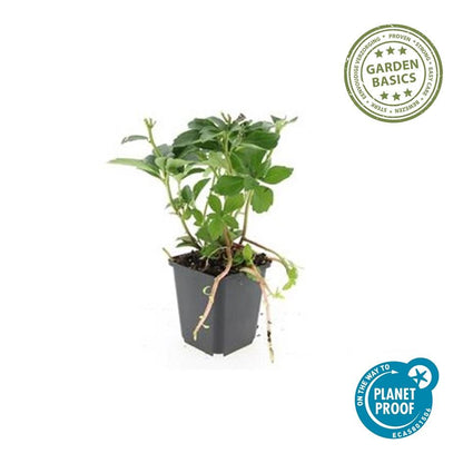 Buitenplant 60x Pachysandra terminalis - Pot Ø 9cm Hoogte ↕ 10-25cm