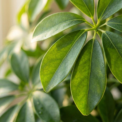 Kamerplant - Schefflera arboricola 'Nora' - Inclusief zeegras mand - Pot Ø 21cm Hoogte ↕ 70cm