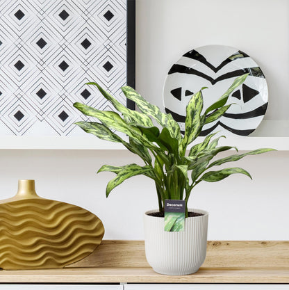 Kamerplant - Aglaonema Juliette - Pot Ø 12cm Hoogte ↕ 40cm