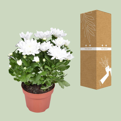 Kamerplant - Chrysanthemum Brave - Pot Ø 12cm Hoogte ↕ 26cm