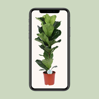 Kamerplant - Ficus Lyrata - Pot Ø 21cm Hoogte ↕ 90cm