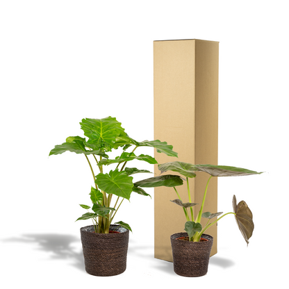 Kamerplant - Alocasia Wentii + Alocasia Portodora + Mand Igmar - Pot Ø 19cm Hoogte ↕ 60-75cm