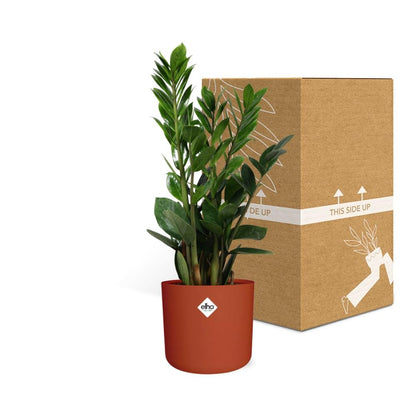 Kamerplant - Zamioculcas - Pot Ø 14cm Hoogte ↕ 45-50cm